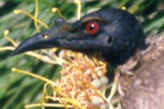 Noisy Friarbird (Philemon corniculatus)